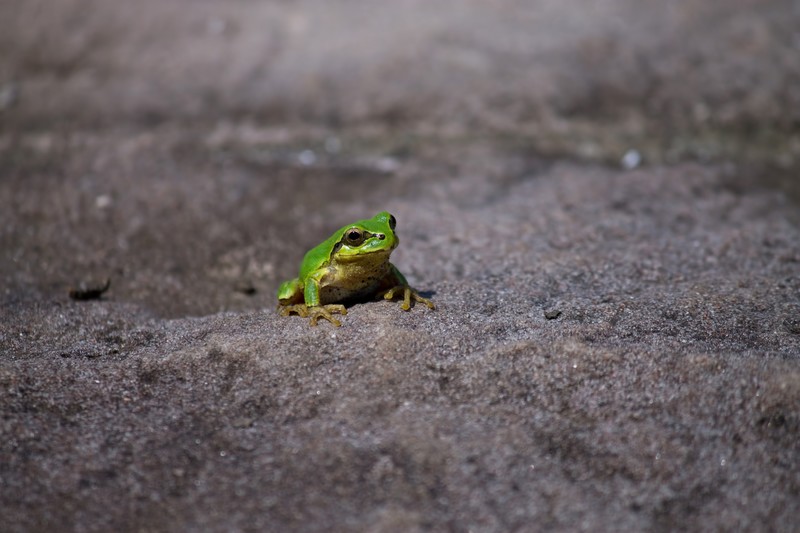 カエル