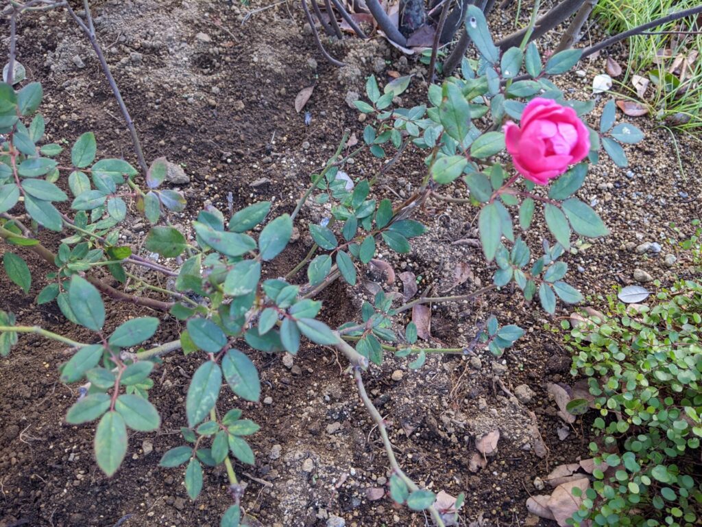 庭の薔薇