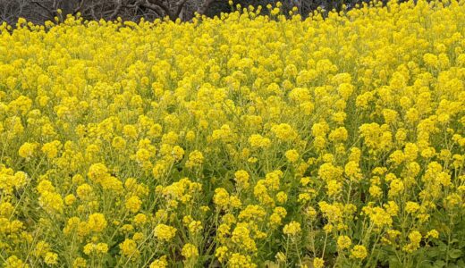 菜の花畑大混雑中