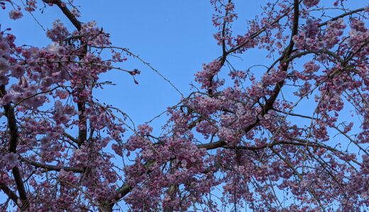 公立中高一貫校1年生②　入学式